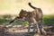 The cheetah cub Acinonyx jubatus, also known as the hunting leopard. Young cheetah with the head of the antelope in the jaws.