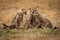 Cheetah cub bites another watched by third