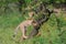 Cheetah cub climbing trees for a view