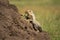 Cheetah cub climbs up sunny termite mound