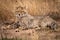 Cheetah cub closes eyes lying in grass