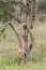Cheetah Cub Falling From Acacia Tree, Masai Mara, Kenya