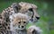 Cheetah cub in front of his mother 03