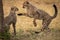 Cheetah cub jumps at another by tree