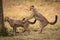 Cheetah cub jumps on back of another