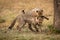 Cheetah cub jumps on shoulders of another