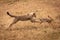 Cheetah cub jumps to catch scrub hare