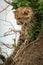 Cheetah cub leans against mound looking down
