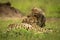 Cheetah cub leans on head of mother