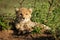 Cheetah cub lies in bushes with catchlights