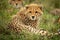 Cheetah cub lies with family in grass