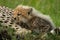 Cheetah cub lies leaning forward on mother