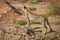 Cheetah cub lies next to standing mother