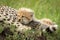 Cheetah cub lies snuggling up to mother