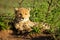 Cheetah cub lies in sunshine with catchlights
