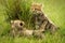 Cheetah cub lifts paw towards another lying
