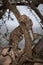 Cheetah cub looks up round tree branch