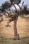 Cheetah cub looks up tree to siblings