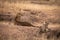 Cheetah and cub lying on earth mound