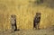 Cheetah cub pair