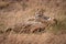 Cheetah and cub play fighting in grass