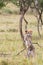 Cheetah Cub Playing With Acacia Sapling, Masai Mara, Kenya