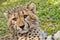 Cheetah Cub Portrait, Acinonyx jubatus, Guepard