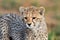 Cheetah cub portrait, Masai Mara