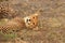 Cheetah cub resting kalahari desert