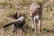 Cheetah And Cub scaring in the Greenland savannah on the lookout in the Maasai Mara National Game Reserve Park Riftvalley Narok Co