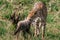 Cheetah And Cub scaring in the Greenland savannah on the lookout in the Maasai Mara National Game Reserve Park Riftvalley Narok Co