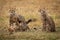 Cheetah cub sits as others play fight