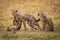 Cheetah cub sits as siblings play fight