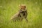 Cheetah cub sits in grass looking round