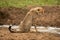 Cheetah cub sits by water facing right