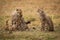 Cheetah cub sitting as others play fight