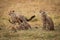 Cheetah cub sitting while others play fight