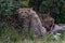 Cheetah cub sitting up with its mother