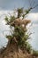 Cheetah cub standing in bush above another