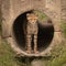 Cheetah cub standing in pipe staring down