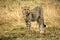 Cheetah cub standing watchful in the grass