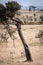 Cheetah cub stands in tree staring down