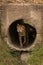 Cheetah cub walking through dark concrete pipe