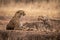 Cheetah cub walks towards mother lying down