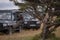 Cheetah cub watches safari trucks from tree