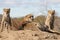 Cheetah with cubs