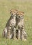 ,Cheetah cubs