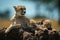 Cheetah and cubs lying on termite mound