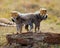 Cheetah cubs play with each other in the savannah. Kenya. Tanzania. Africa. National Park. Serengeti. Maasai Mara.