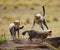 Cheetah cubs play with each other in the savannah. Kenya. Tanzania. Africa. National Park. Serengeti. Maasai Mara.